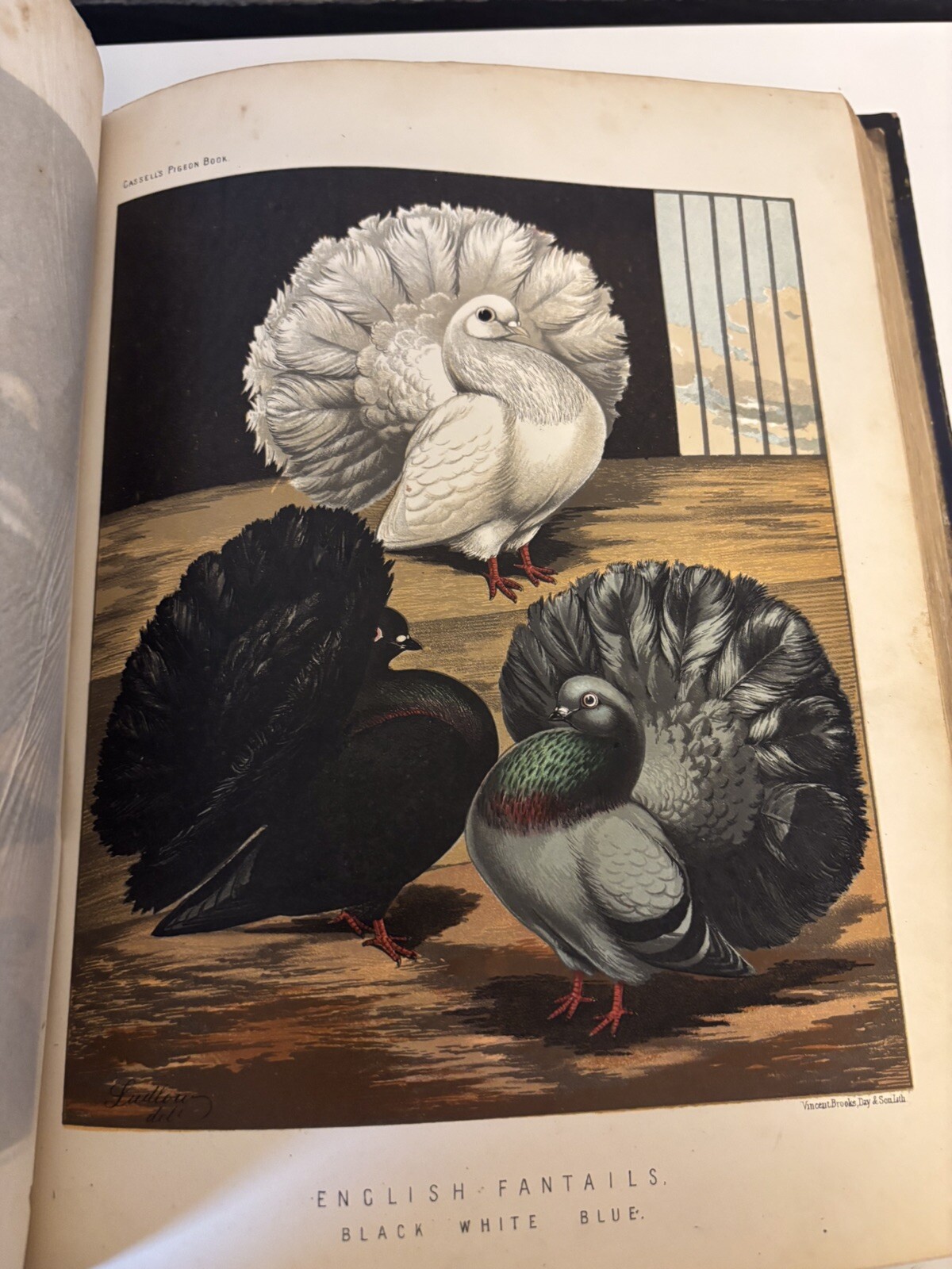 Victorian Illustrated Book of Pigeons Standards for Judging ROBERT FULTON c1874